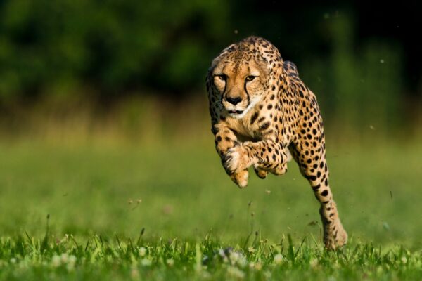 Fastest Animals Top 10 – Cheetahs vs Everyone Else