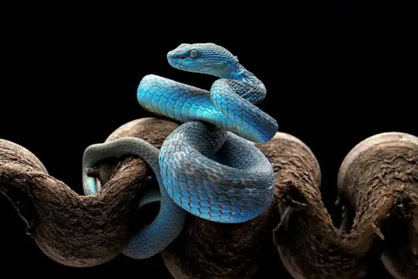 Top 10 Most Venomous Creatures on the Planet