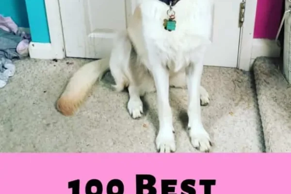 Top 10 Best Female Dog Names Ranked