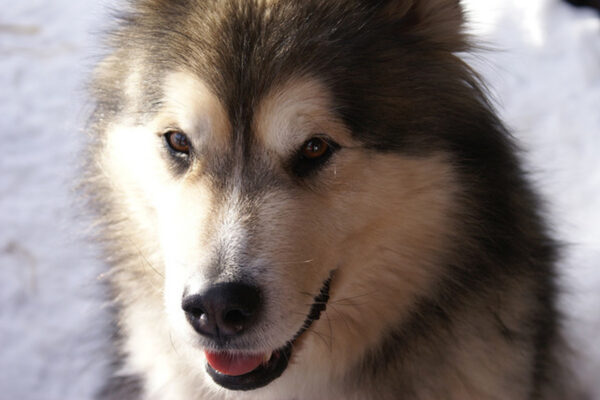 Top 10 Dogs That Look Like Wolves