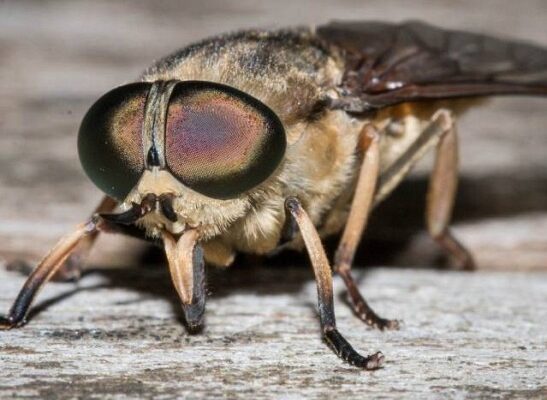 Top 10 Most Venomous Insects Ranked