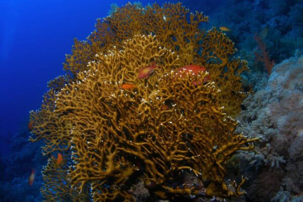 Top 10 Deadliest Sea Creatures in the World