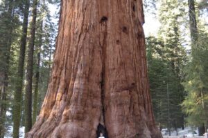Top 10 Largest Trees in the World