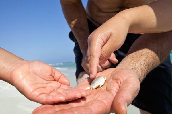 Top 10 Dangerous Animals in Jamaica