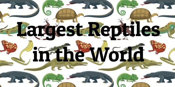 Top 10 Largest Reptiles Ever Found