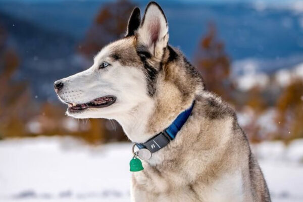 America’s Top 10 Dog Breeds: Favorites & Fiercest Companions