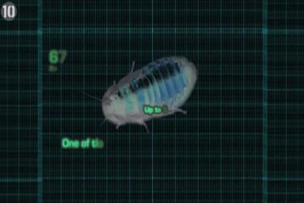 Top 10 Strongest Insects on Earth