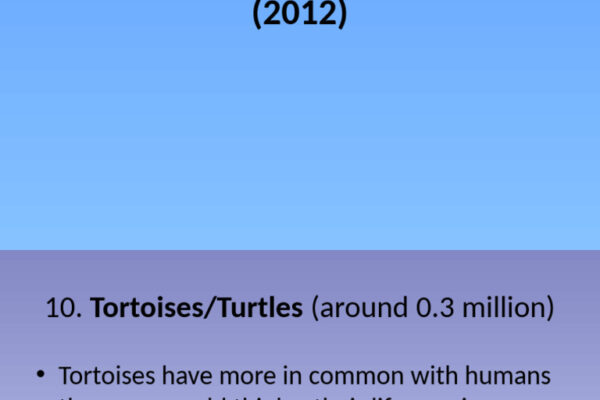Top 10 Most Popular Pets Worldwide Ranked