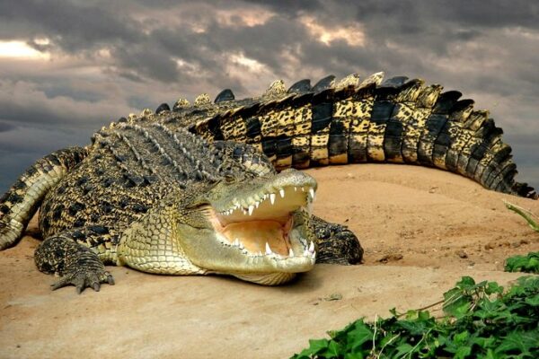 Top 10 Deadliest Animals in Australia
