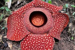 Top 10 Amazing Facts About the World & Plants You Didn’t Know