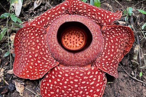 Top 10 Amazing Facts About the World & Plants You Didn’t Know