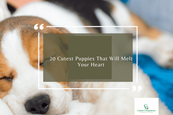 Top 10 Cutest Puppies That Will Melt Your Heart