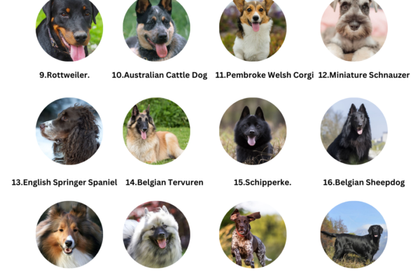 Top 10 Smartest Dog Breeds Ranked by Intelligence