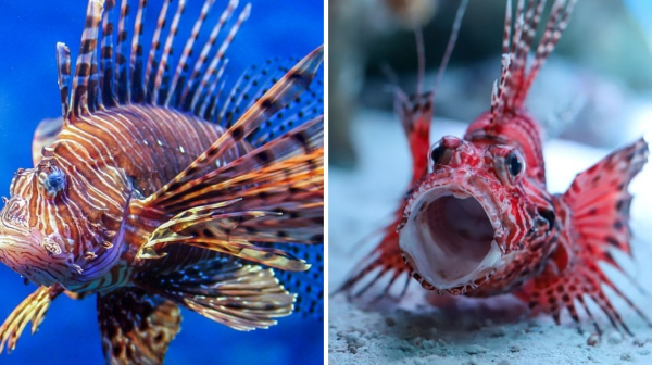 Top 10 Most Dangerous Fish You Should Avoid