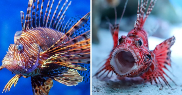 Top 10 Most Dangerous Fish You Should Avoid