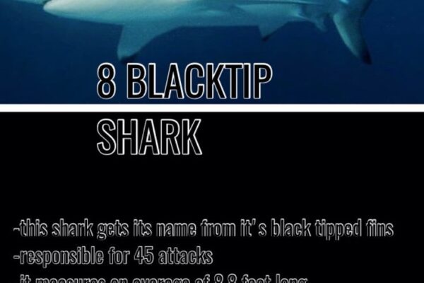 Top 10 Deadliest Sharks Ever Recorded