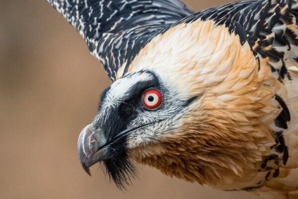 Top 10 Largest Flying Birds Ever Recorded