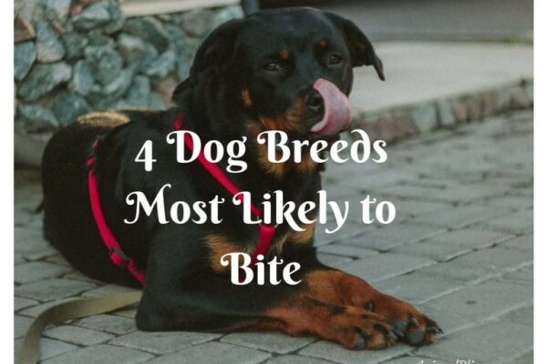 Top 10 Dog Breeds Most Likely to Bite