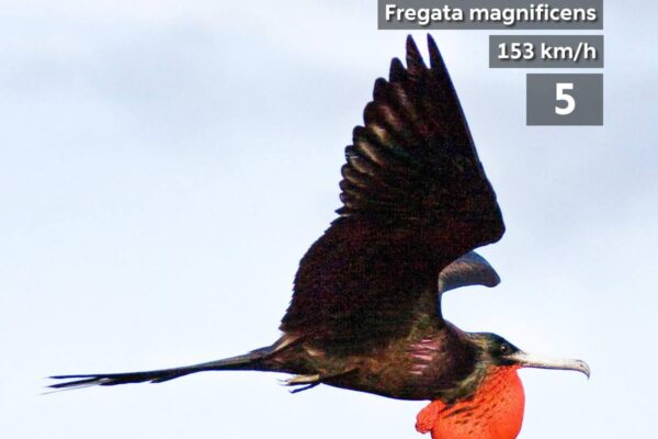 Top 10 Fastest Birds Ever Recorded