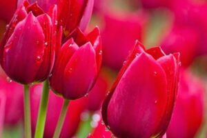 Top 10 Most Beautiful Flowers in the World