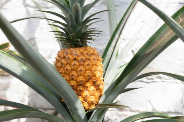 Top 10 Most Expensive Fruits That Cost a Fortune