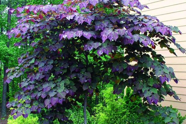 Top 10 Smallest Trees in the World