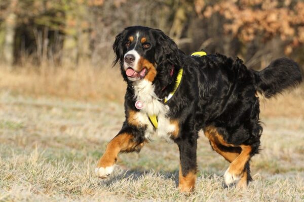 Top 10 Biggest Dog Breeds