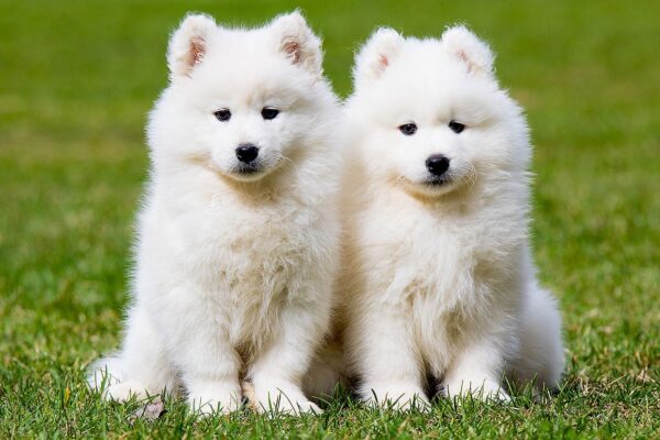 Top 10 Cutest Dog Breeds Ever