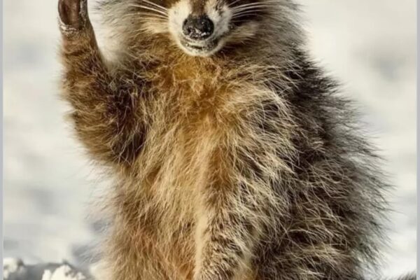 Top 10 Stupidest Animals Ever Recorded
