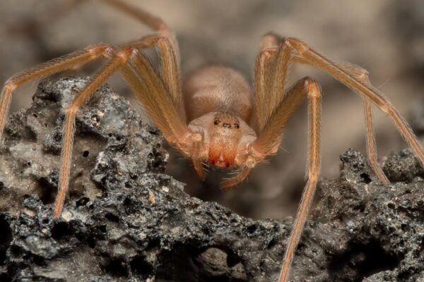 Top 10 Most Venomous Spiders on Earth