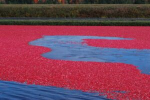 Top 10 Cranberry Producing States in the USA