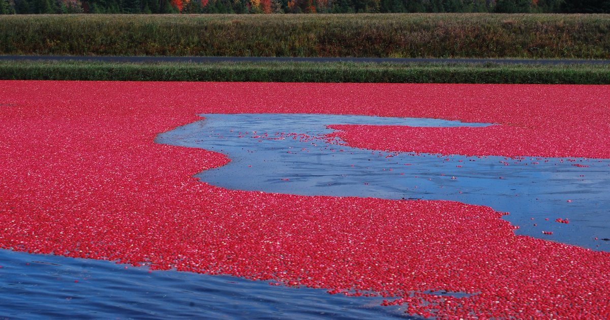 Top 10 Cranberry Producing States in the USA