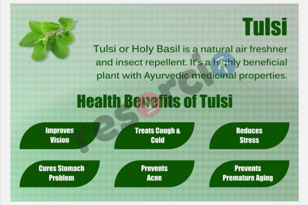 Top 10 Herbal Plants with Powerful Health Benefits