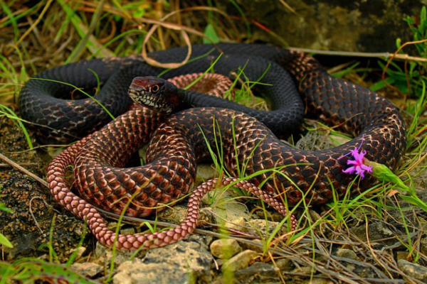 Top 10 US States With the Most Snakes
