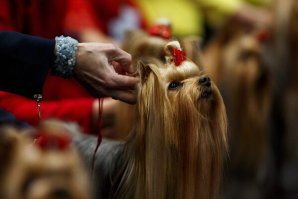 Top 10 Laziest Dog Breeds Ever Ranked