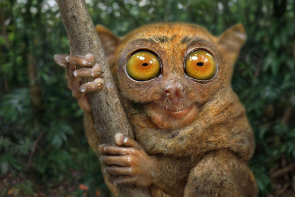 Top 10 Strangest Animals Ever Found