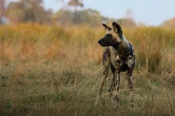 Top 10 Fastest Land Animals You Won’t Believe