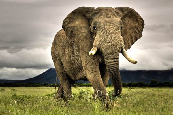 Top 10 Heaviest Land Animals Ranked