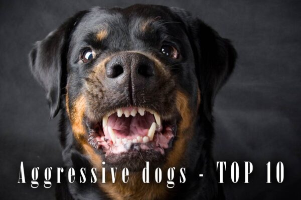 Top 10 Aggressive Dog Breeds: Protectors or Trouble?