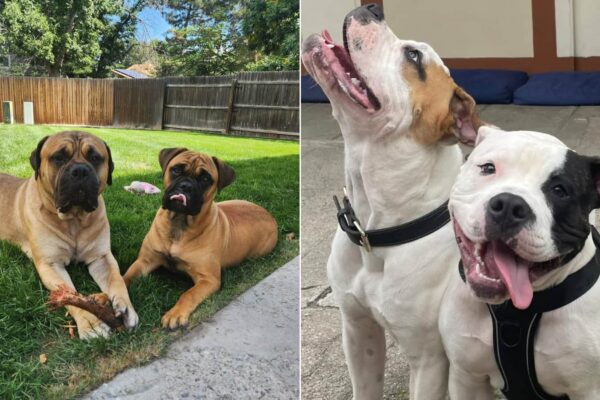 Top 10 Aggressive Dog Breeds You Should Know About