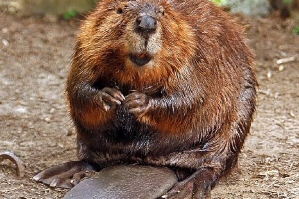 Top 10 Largest Rodents in North America