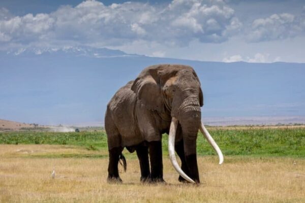 Top 10 Biggest Animals in the World – Blue Whale vs Elephant Shock