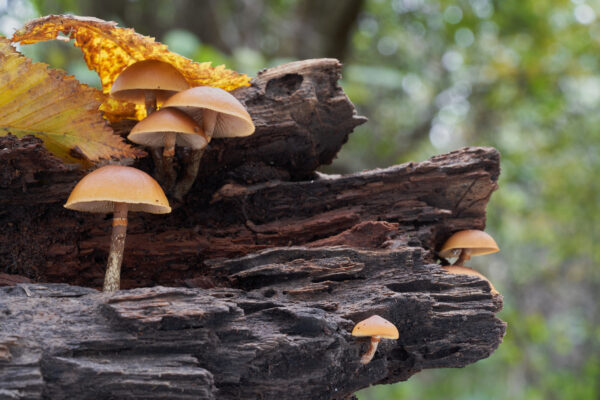 Top 10 Most Dangerous Mushrooms in the World