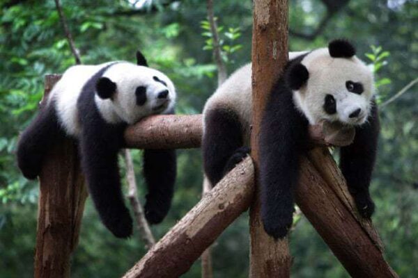 Top 10 Biggest Zoos & Water Parks in the World