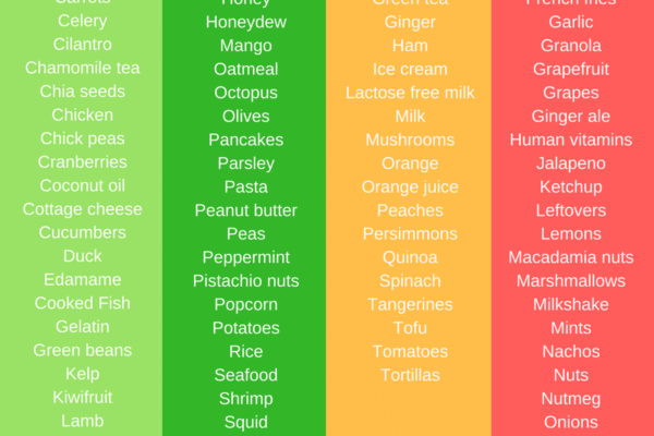 Top 10 Human Foods That Dogs Can Safely Eat
