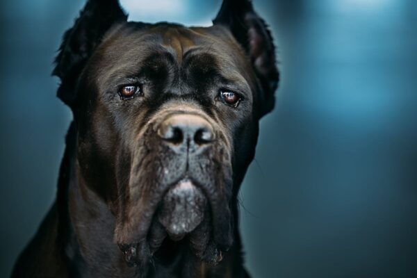 Top 10 Most Aggressive Dog Breeds Ranked