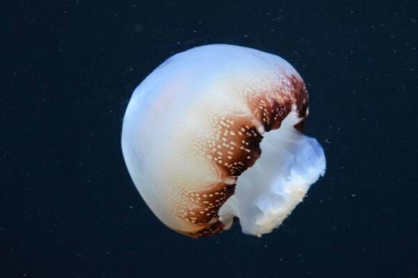Top 10 Most Dangerous Jellyfish Ever Discovered