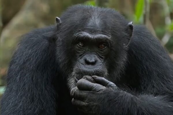 Top 10 Smartest Animals That Will Shock You