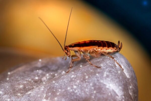 Top 10 Most Common Pests Found in Homes