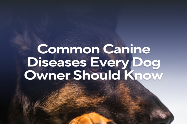 Top 10 Most Common Dog Diseases Every Owner Should Know
